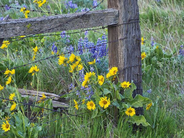 Eggers, Terry 아티스트의 USA-Washington State Fence line with spring wildflowers작품입니다.